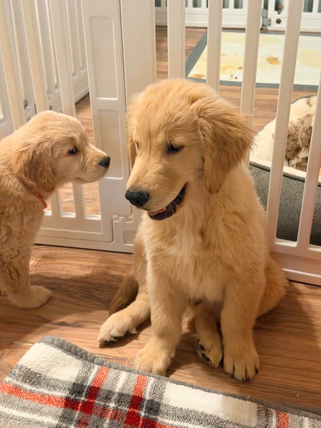 Golden Retriever Puppies media 4