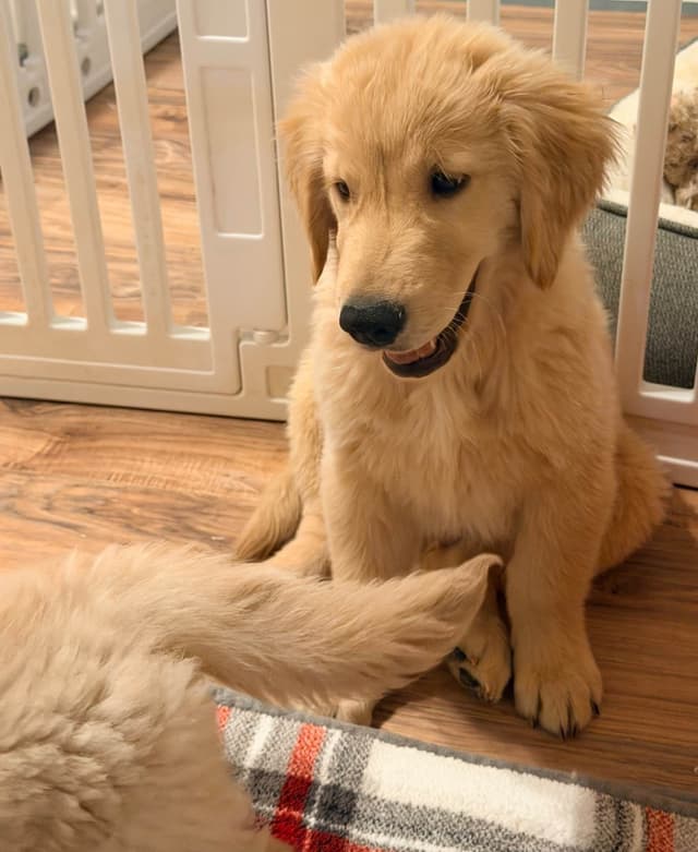 Golden Retriever Puppies media 5