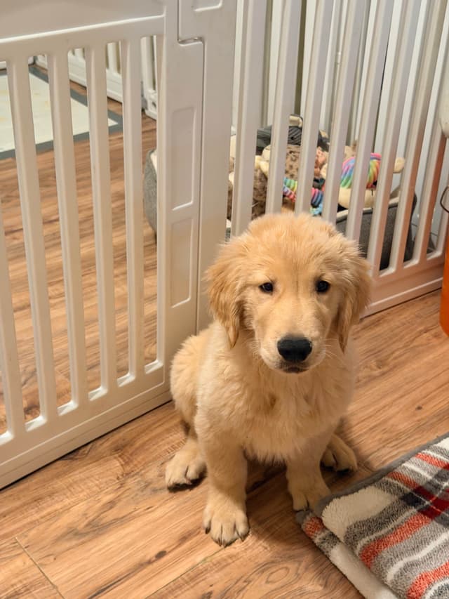 Golden Retriever Puppies media 6
