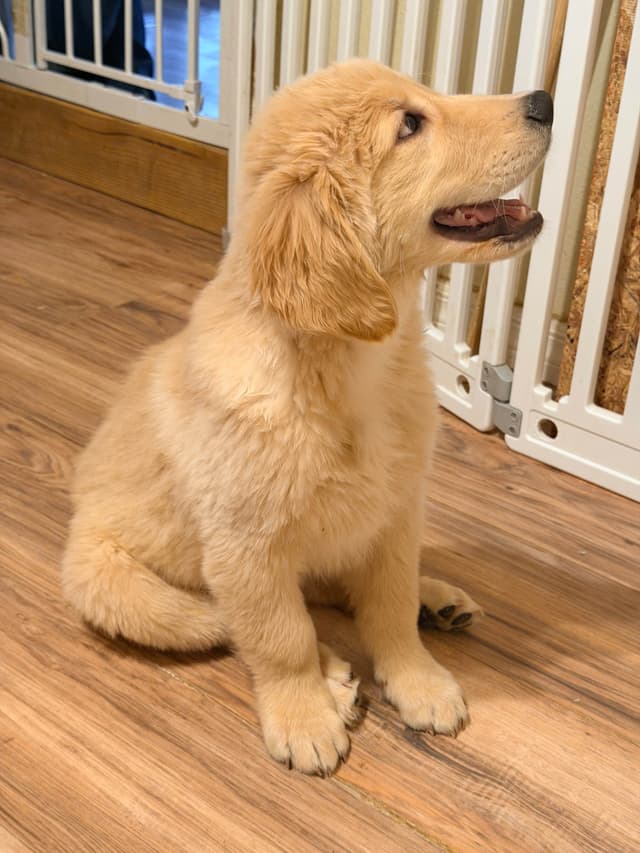 Golden Retriever Puppies media 7