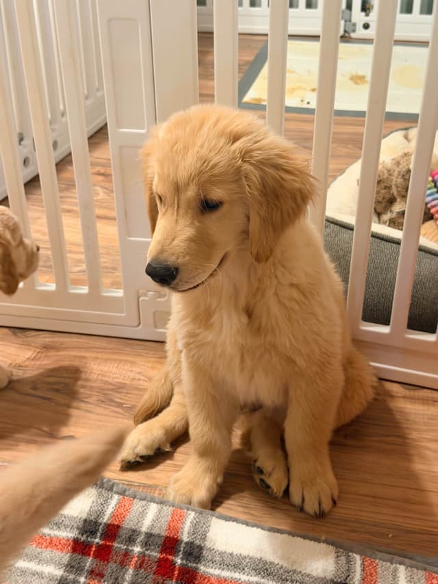 Golden Retriever Puppies media 8