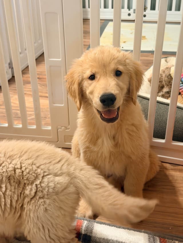 Golden Retriever Puppies media 9