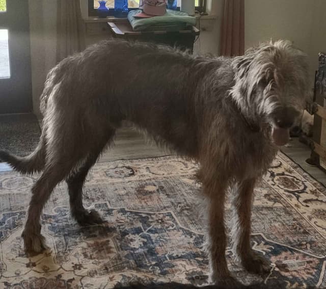 Irish Wolfhound Puppies media 2