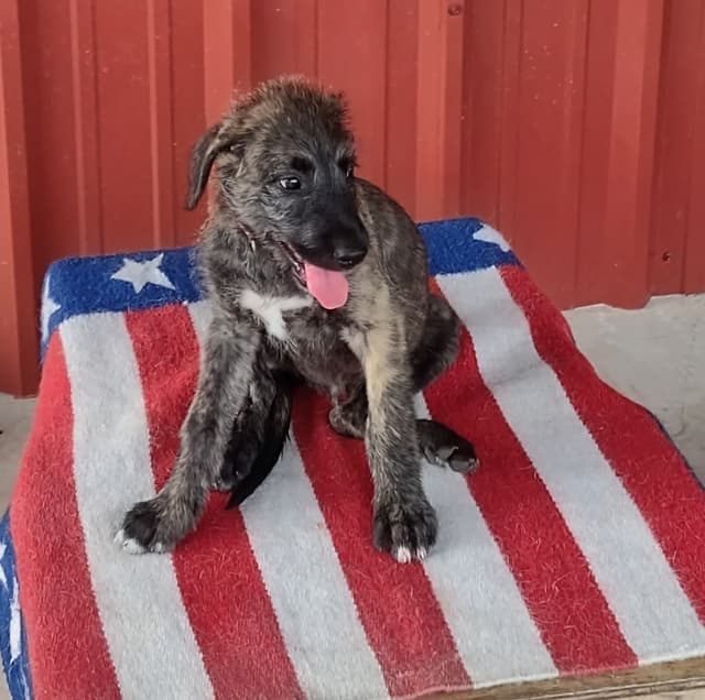 Irish Wolfhound Puppies media 4