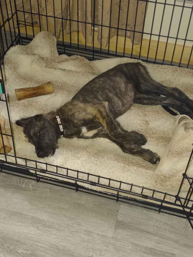 Irish Wolfhound Puppies media 5