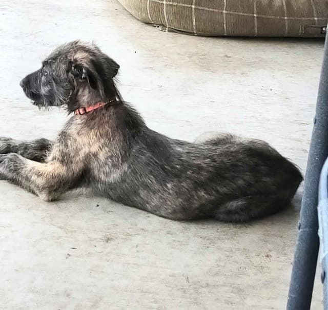 Irish Wolfhound Puppies media 6