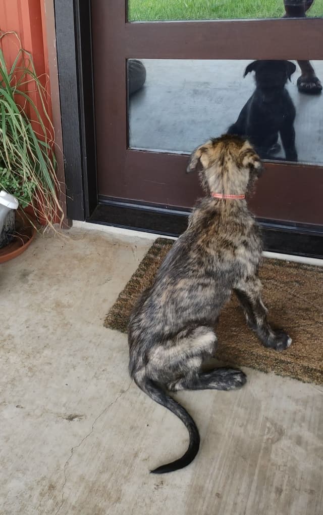 Irish Wolfhound Puppies media 7