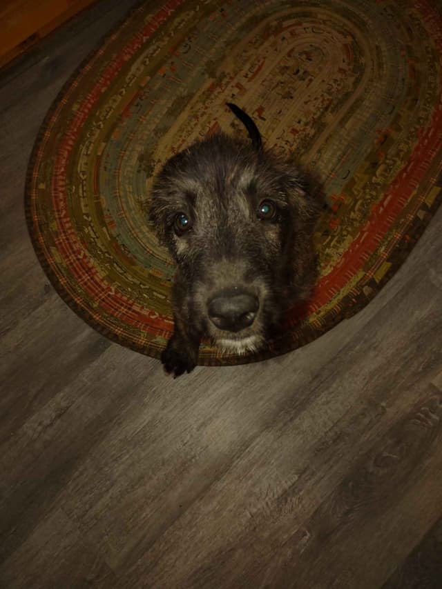 Irish Wolfhound Puppies media 8