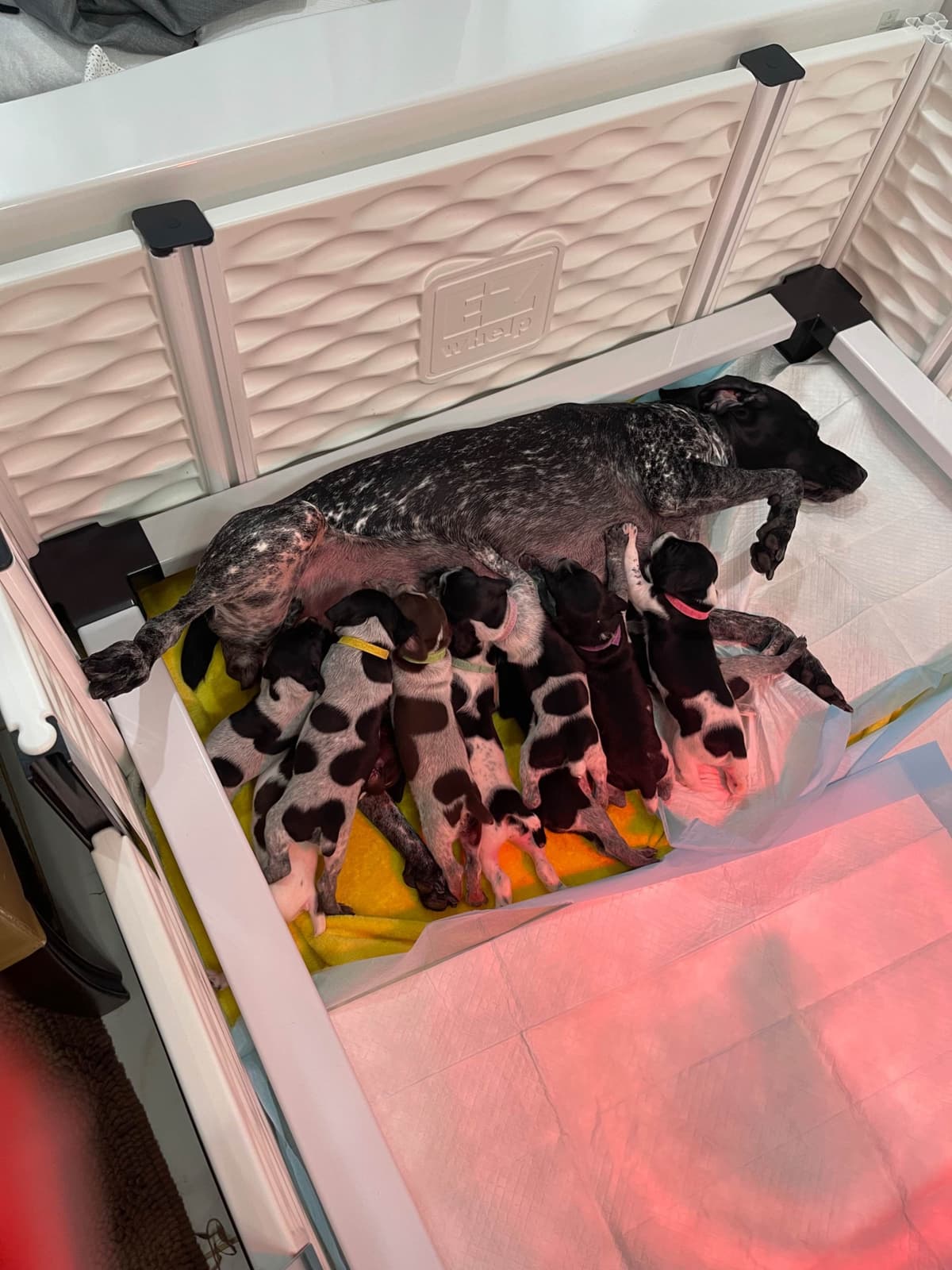 German Shorthaired Pointer Puppies breeder image 1