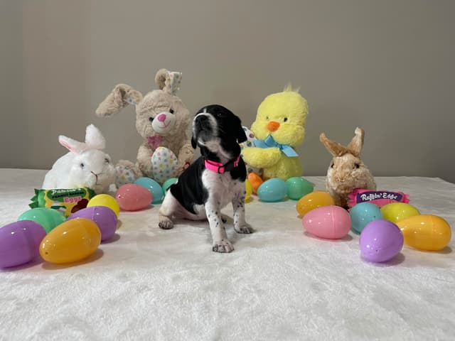 German Shorthaired Pointer Puppies media 2