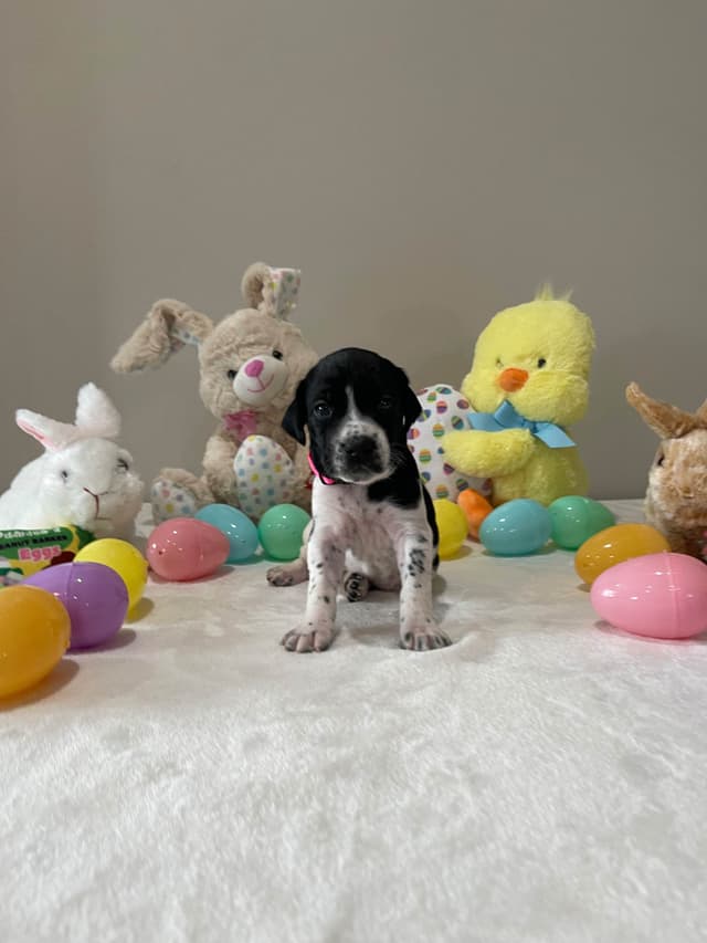 German Shorthaired Pointer Puppies media 3