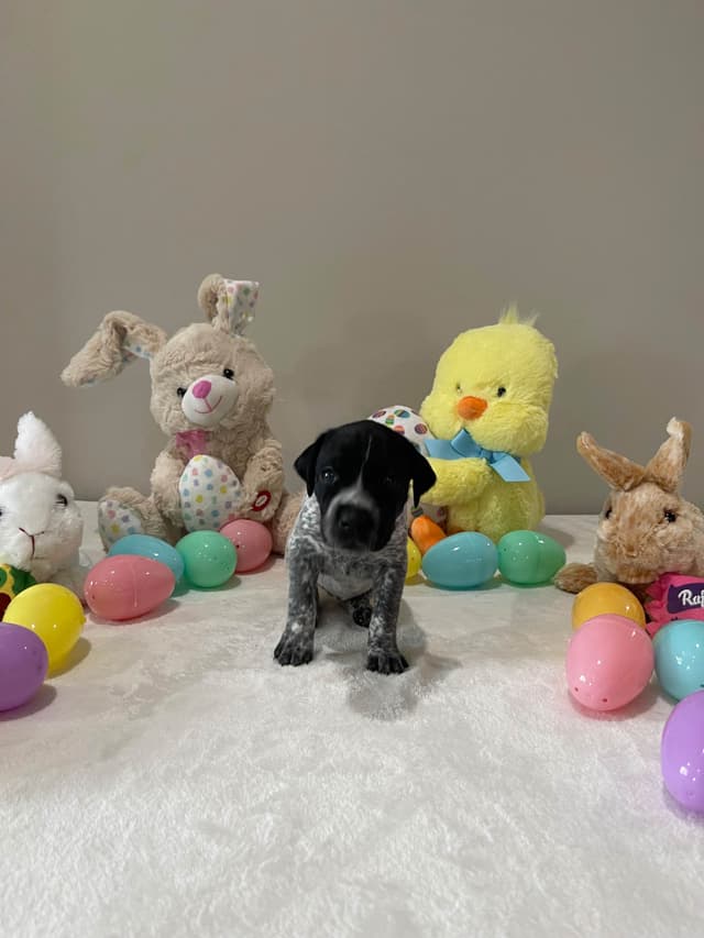 German Shorthaired Pointer Puppies media 9