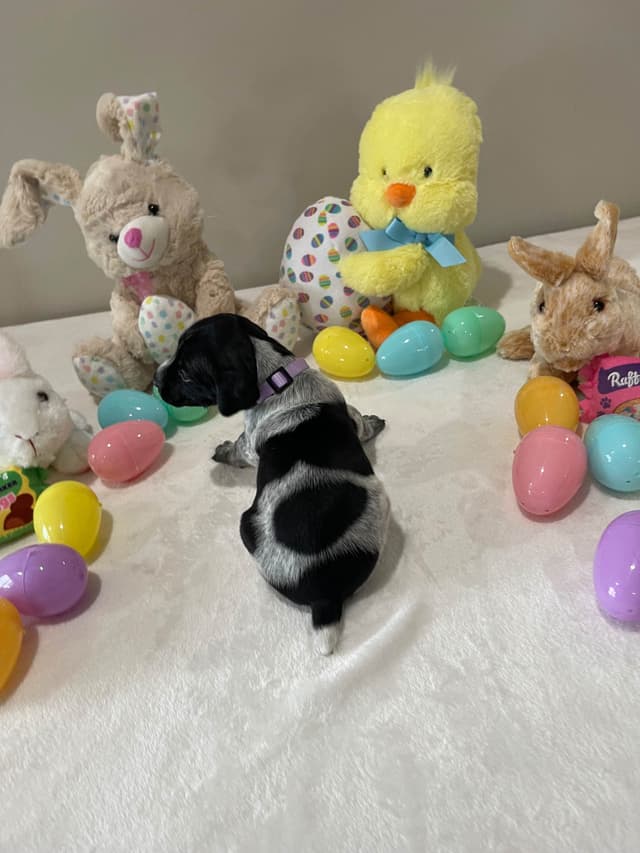 German Shorthaired Pointer Puppies media 10