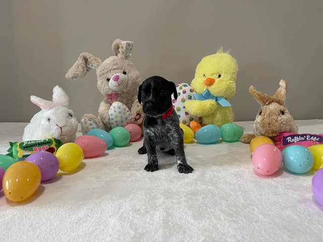 German Shorthaired Pointer Puppies media 11