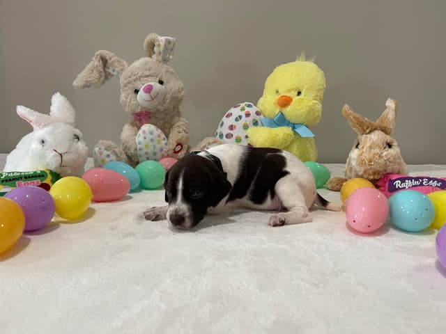 German Shorthaired Pointer Puppies media 14
