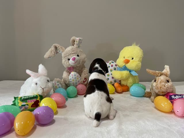 German Shorthaired Pointer Puppies media 15