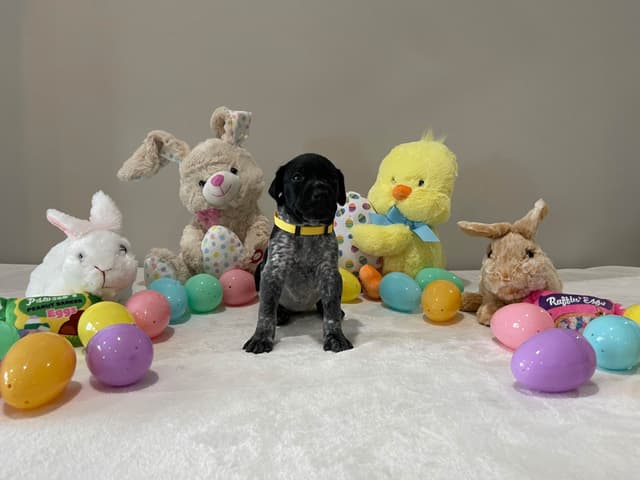 German Shorthaired Pointer Puppies media 18