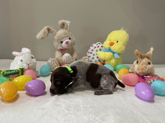 German Shorthaired Pointer Puppies media 21