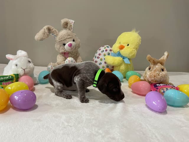 German Shorthaired Pointer Puppies media 22