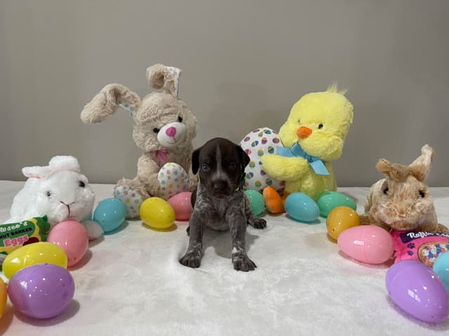 German Shorthaired Pointer Puppies media 23