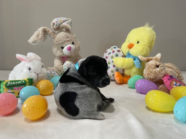 German Shorthaired Pointer Puppies media 24