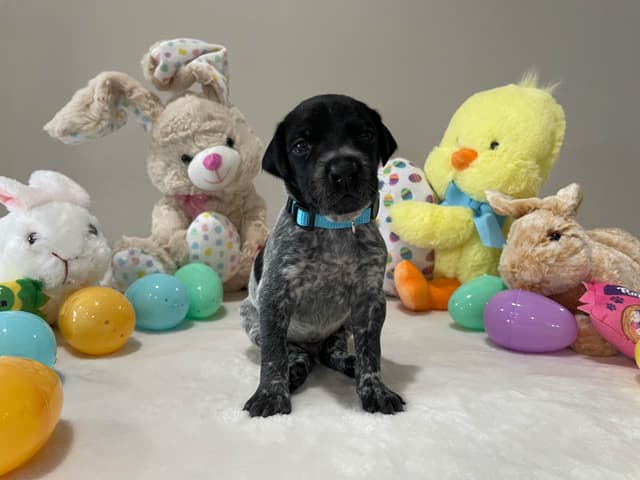 German Shorthaired Pointer Puppies media 25
