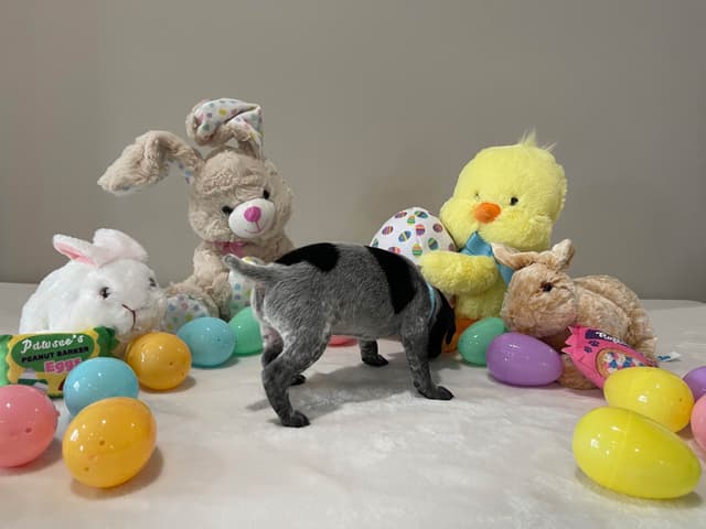 German Shorthaired Pointer Puppies media 26