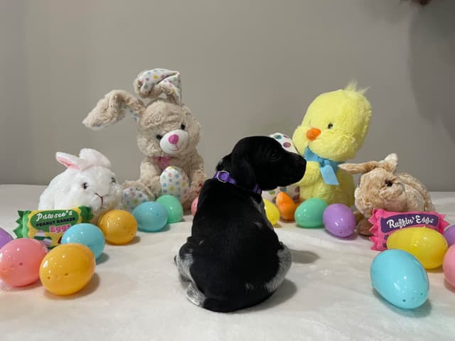German Shorthaired Pointer Puppies media 27