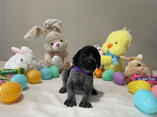 German Shorthaired Pointer Puppies media 29