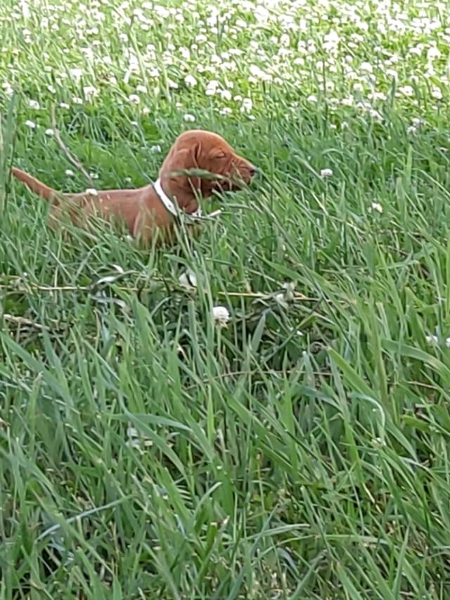 Vizsla Puppies media 2