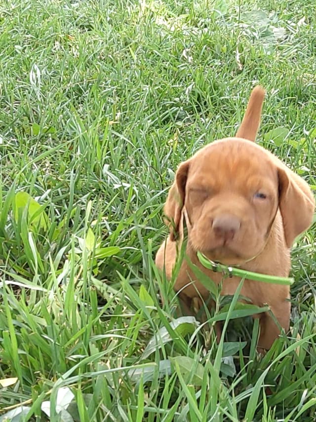 Vizsla Puppies media 3