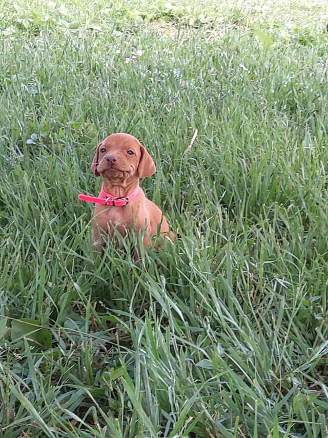 Vizsla Puppies media 4