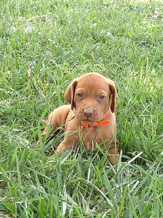 Vizsla Puppies media 5