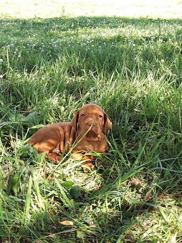 Vizsla Puppies media 6