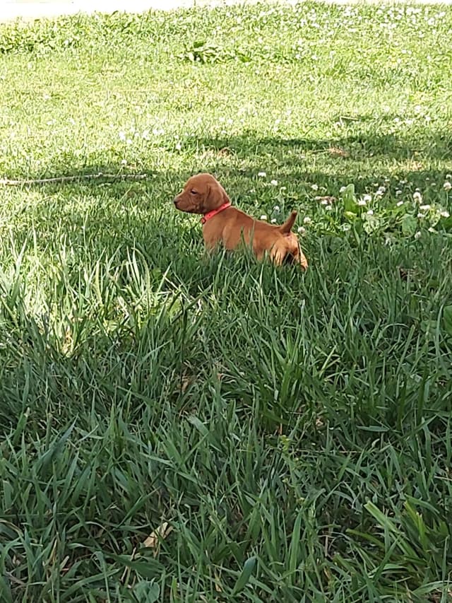 Vizsla Puppies media 7