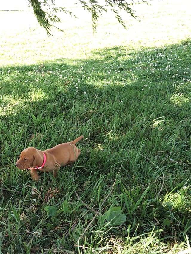 Vizsla Puppies media 8