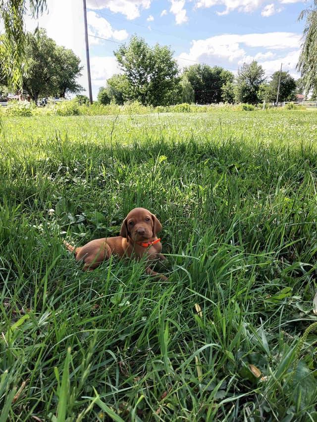 Vizsla Puppies media 9