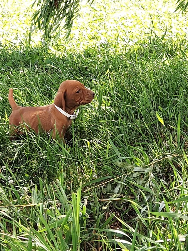 Vizsla Puppies media 11