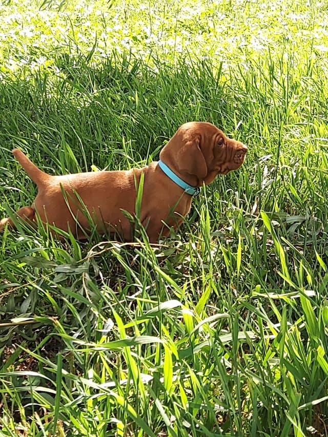 Vizsla Puppies media 12