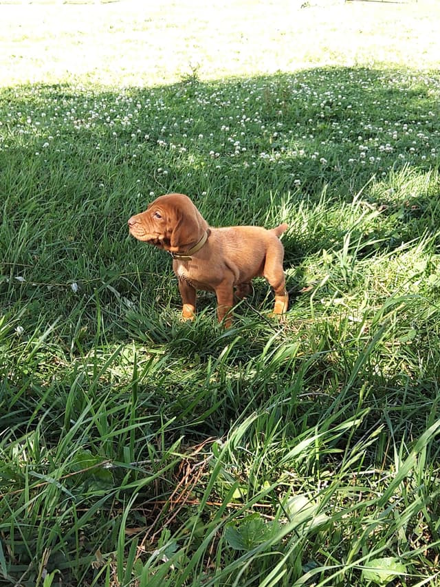 Vizsla Puppies media 10