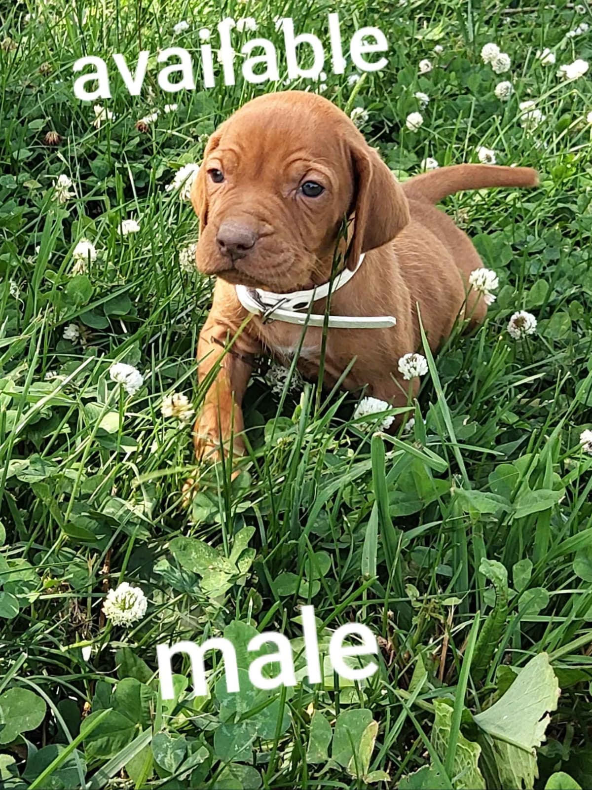 Vizsla Puppies breeder image 1