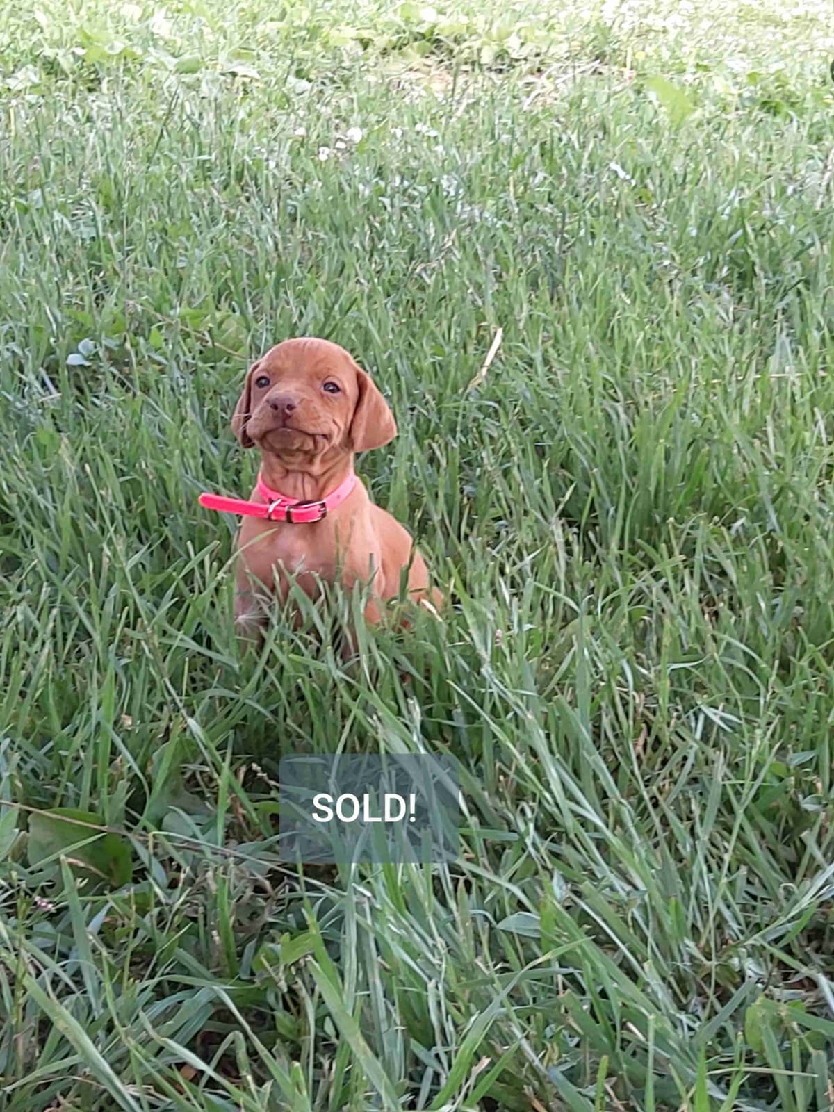 Vizsla Puppies breeder image 2