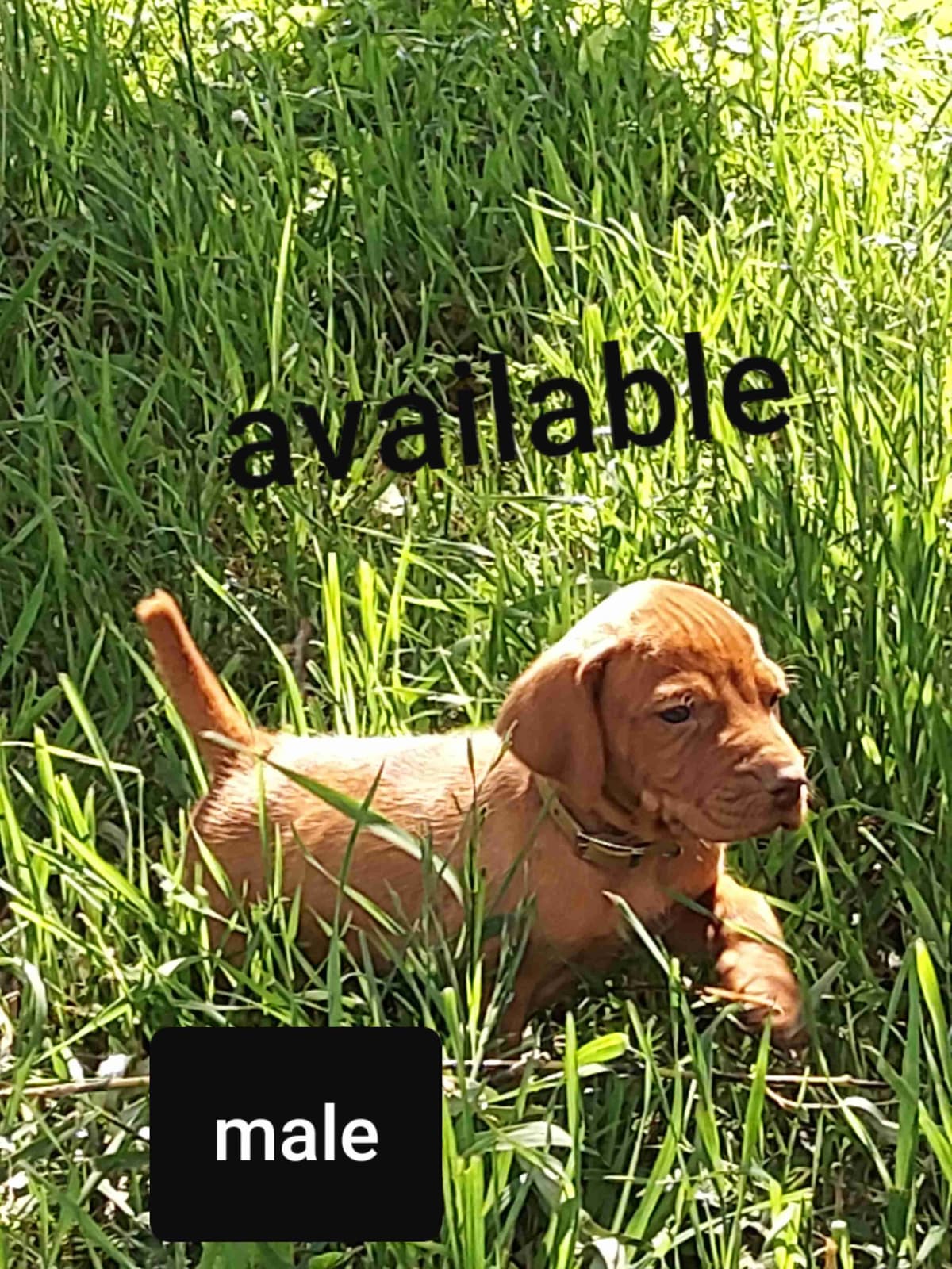 Vizsla Puppies breeder image 3