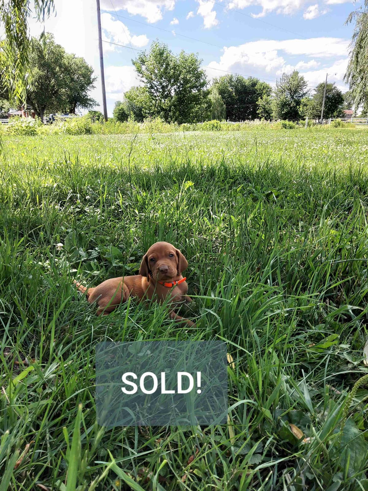 Vizsla Puppies breeder image 4
