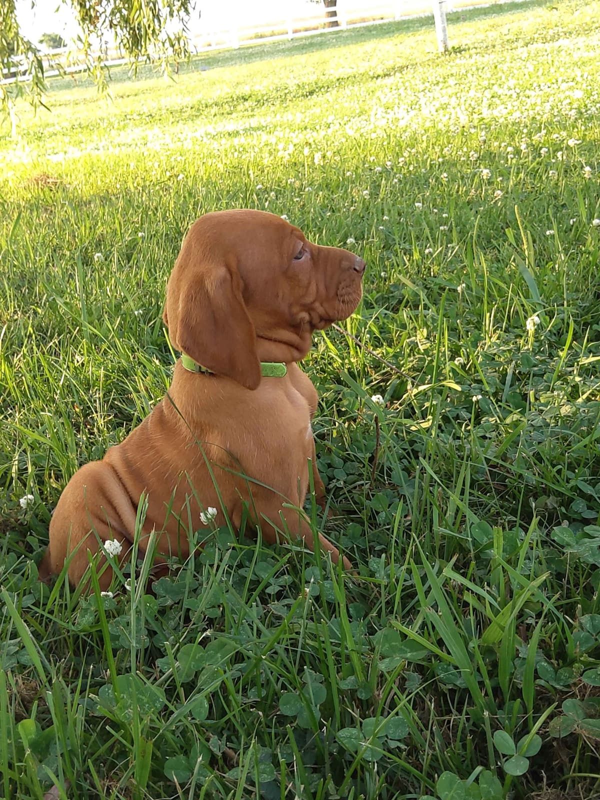 Vizsla Puppies breeder image 6