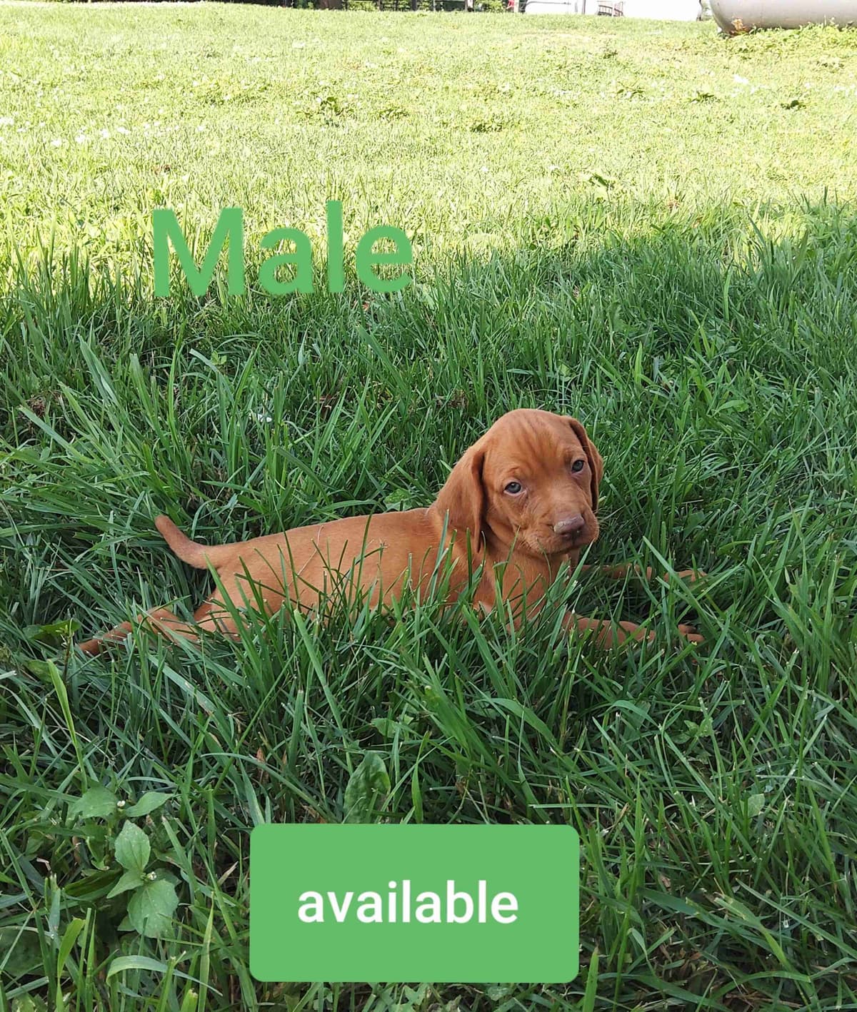 Vizsla Puppies breeder image 7