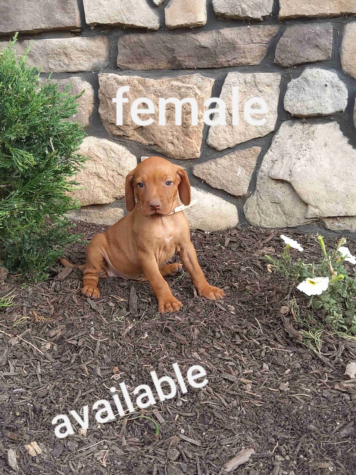 Vizsla Puppies breeder image 8