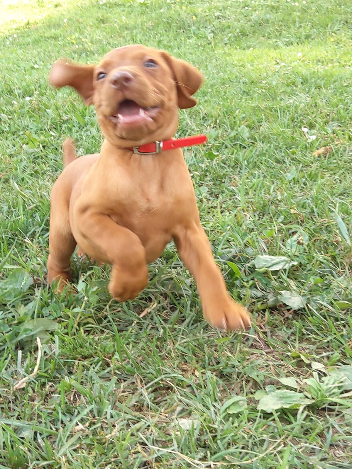 Vizsla Puppies breeder image 9