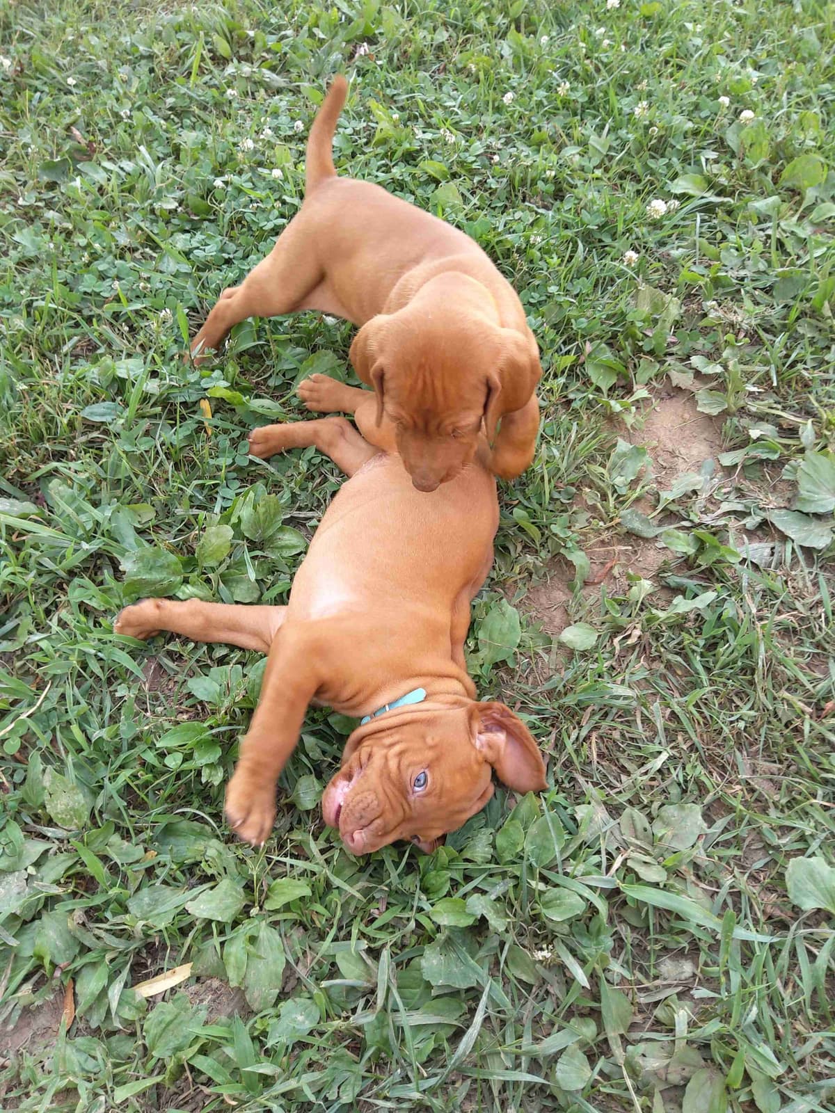 Vizsla Puppies breeder image 10