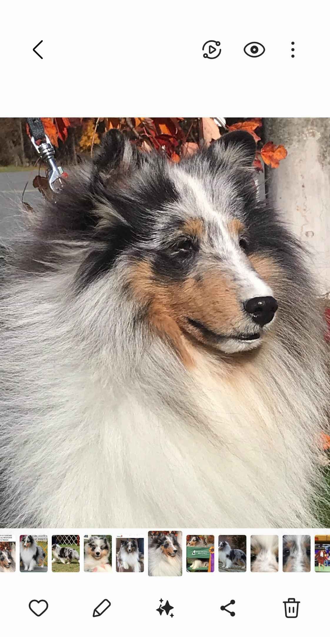 Female Sable Sheltie Puppies breeder image 2